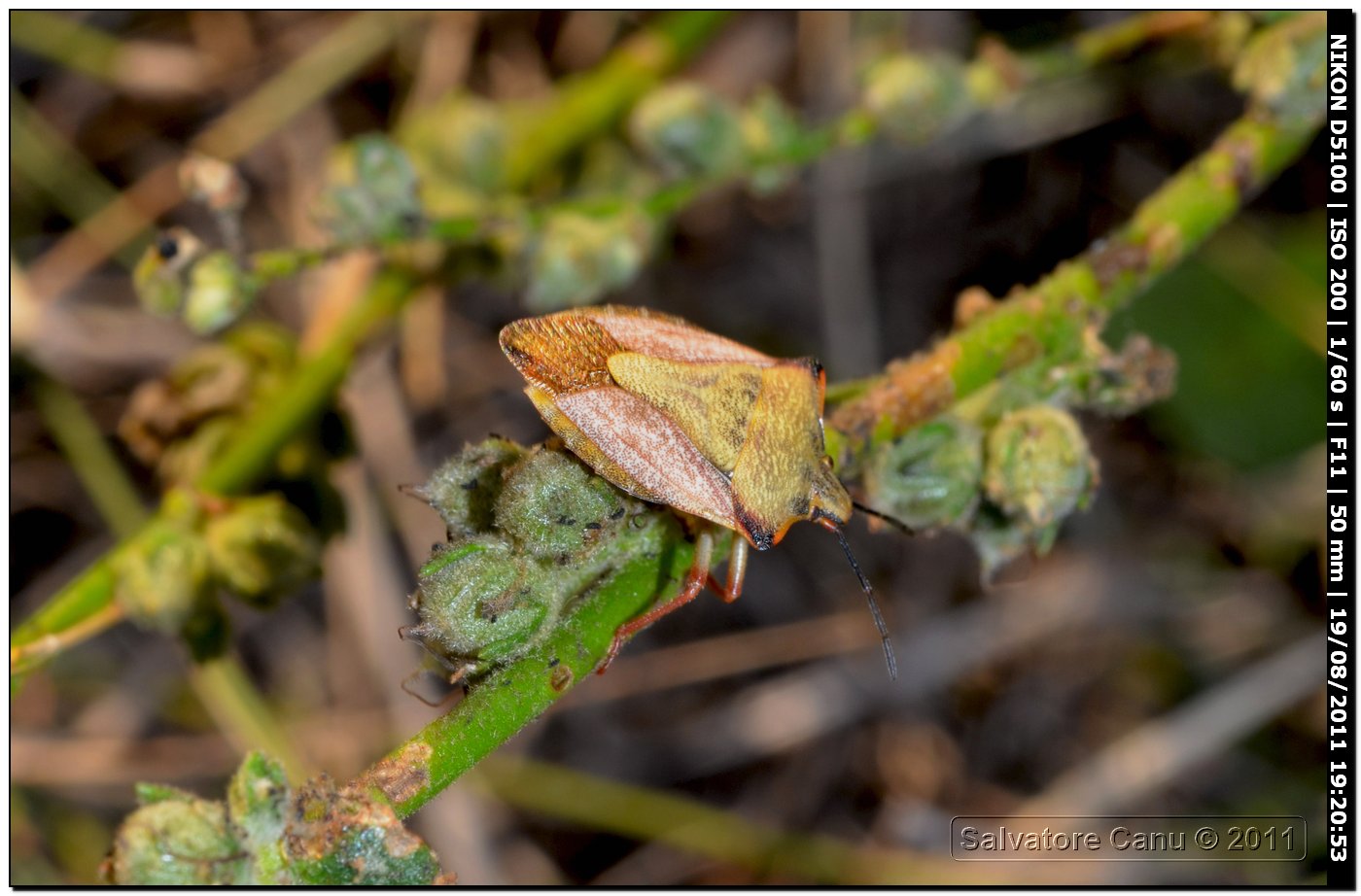 Pentatomidae: Carpocoris mediterraneus atlanticus di Usini