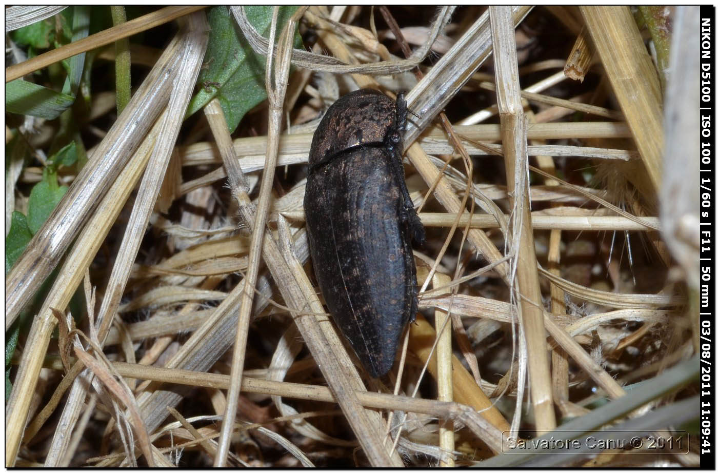 Capnodis tenebricosa