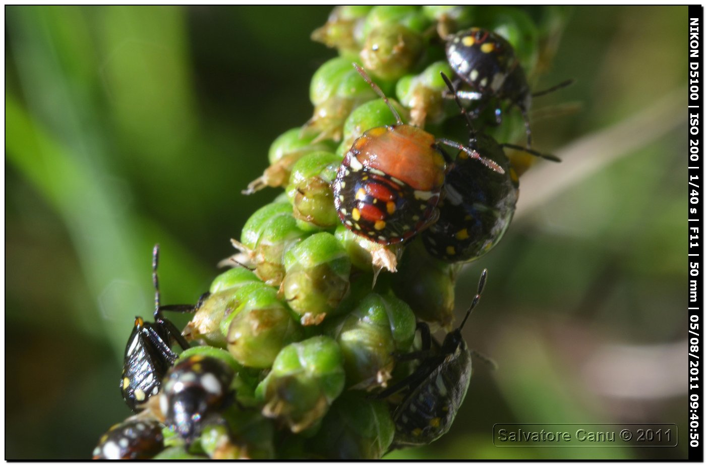 Pentatomidae: giovani di Nezara viridula di Sardegna (SS)