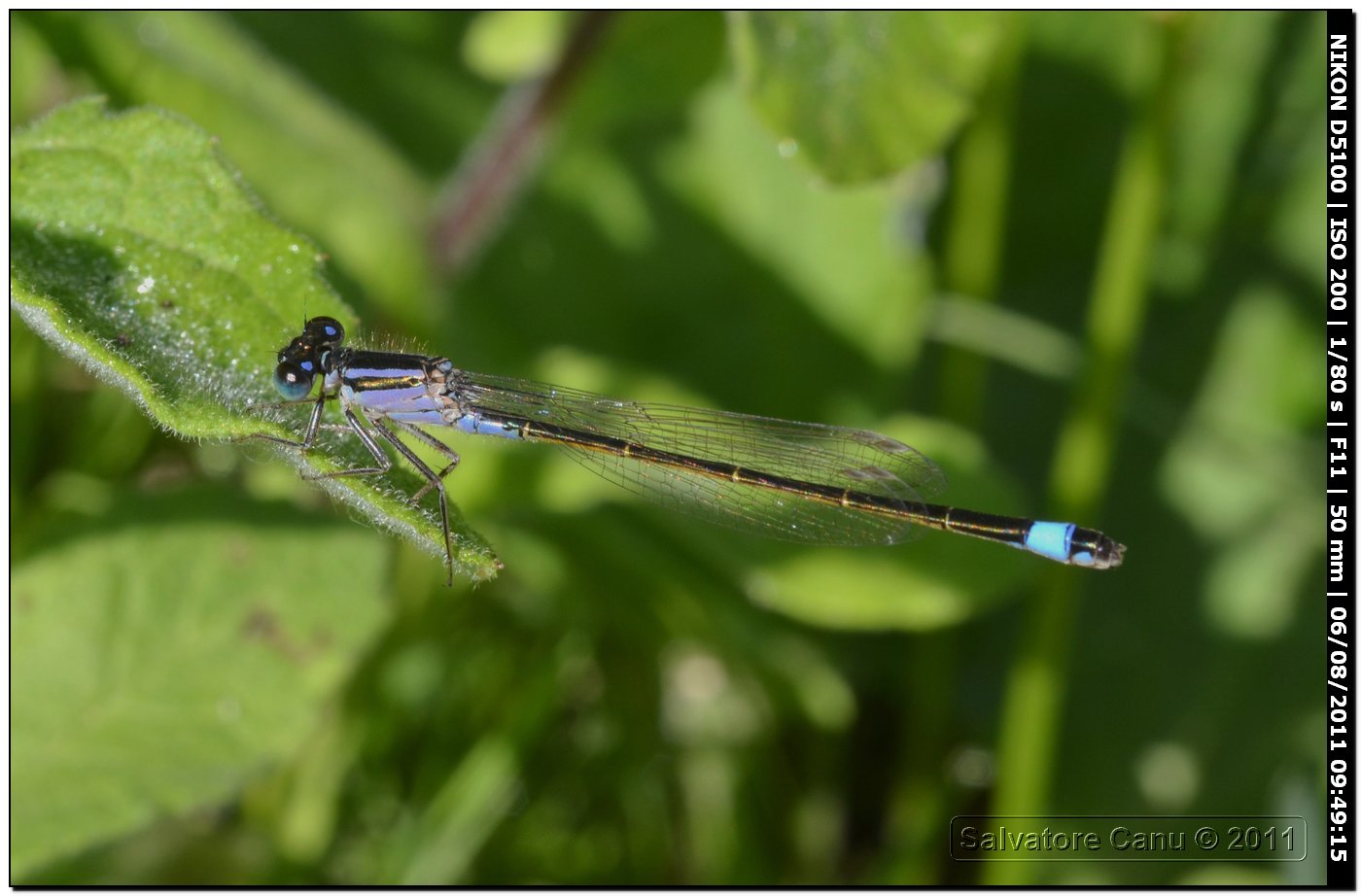 femmina androcroma di Ischnura genei f. violacea