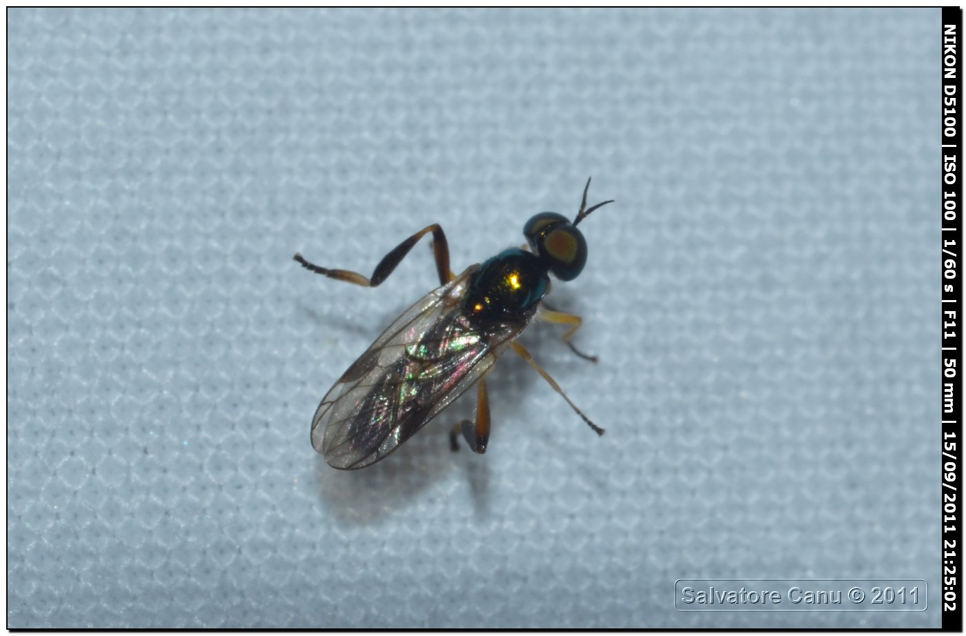 Chorisops sp. (Stratiomyidae)