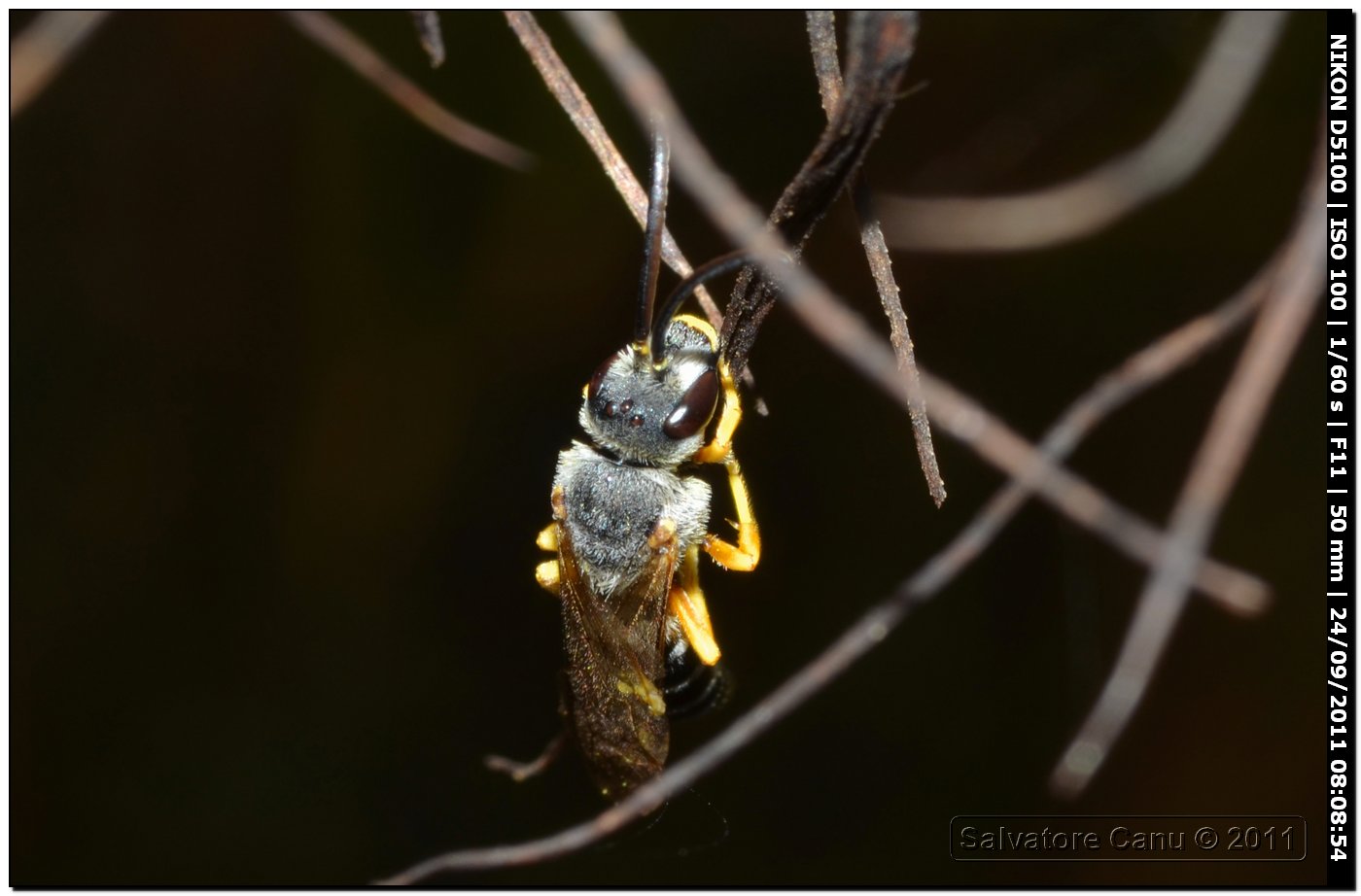 Halictus scabiosae (maschio)