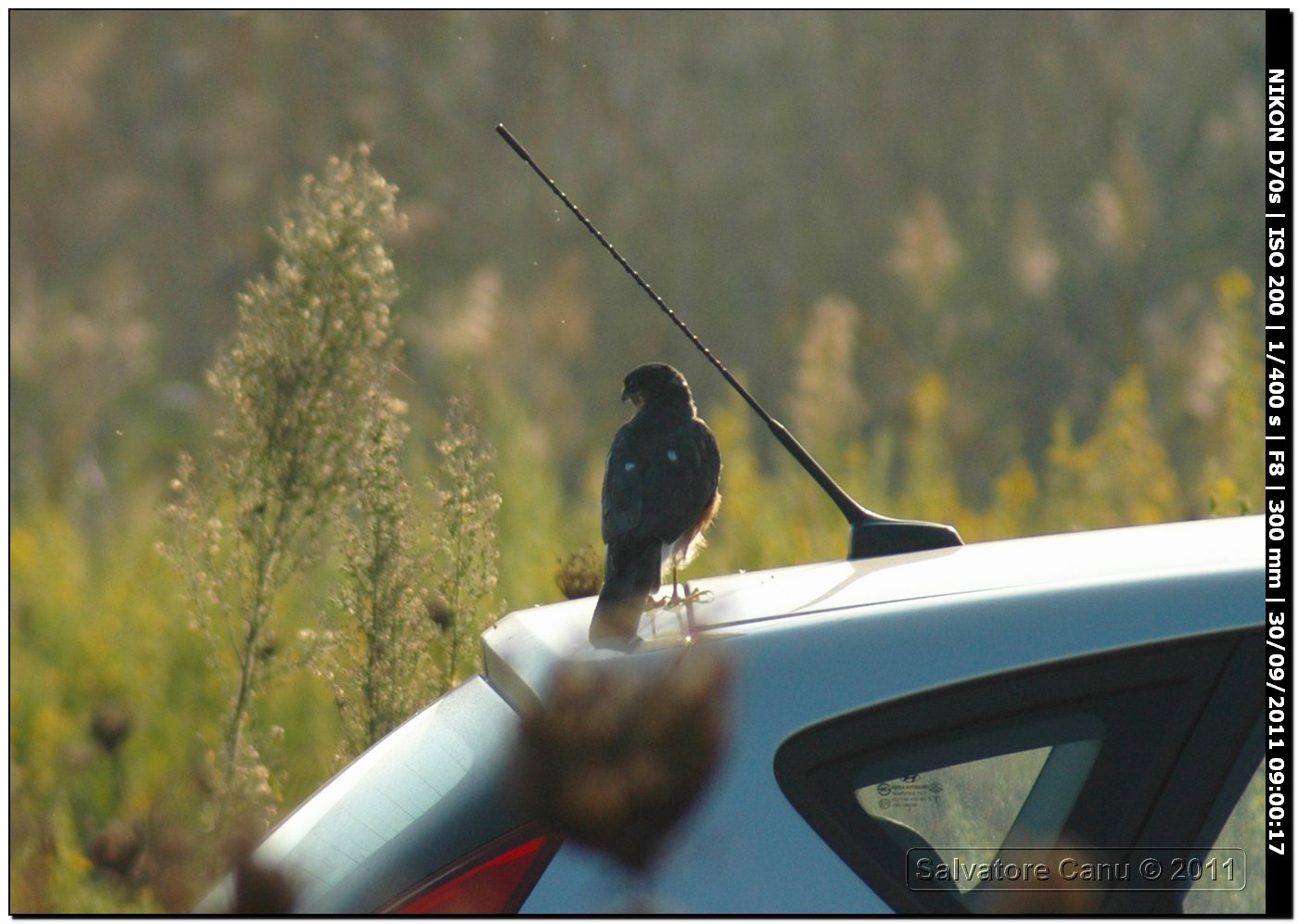 piccolo rapace da identificare