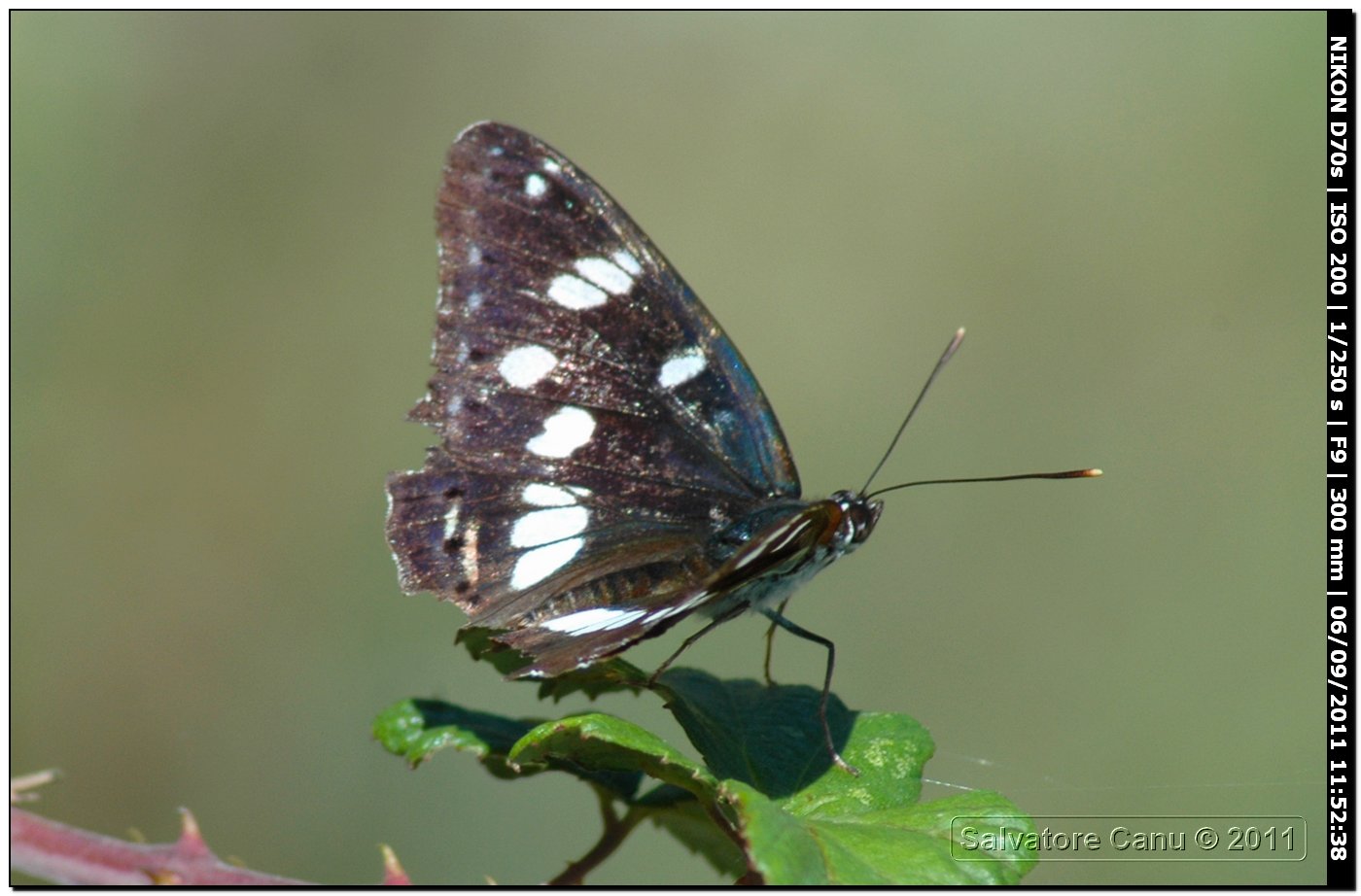 Limenitis reducta