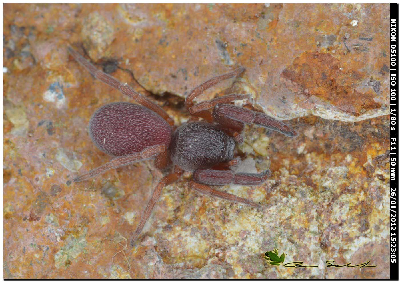 Ragnetto Bordeaux: Palpimanus gibbulus