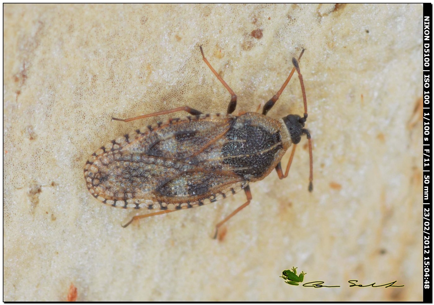 Tingidae: Dictyla echii da Uri (Sardegna)