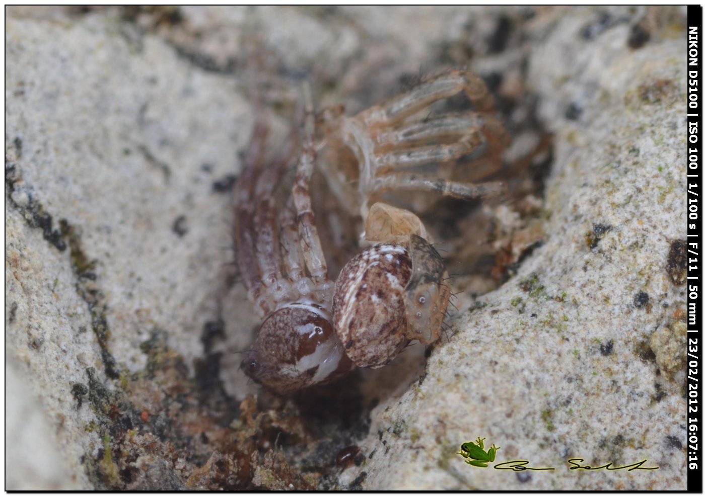 Xysticus sp. documentazione della muta