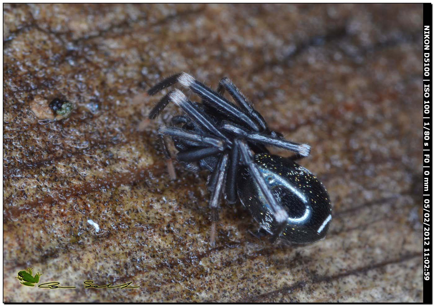 Liophrurillus flavitarsis