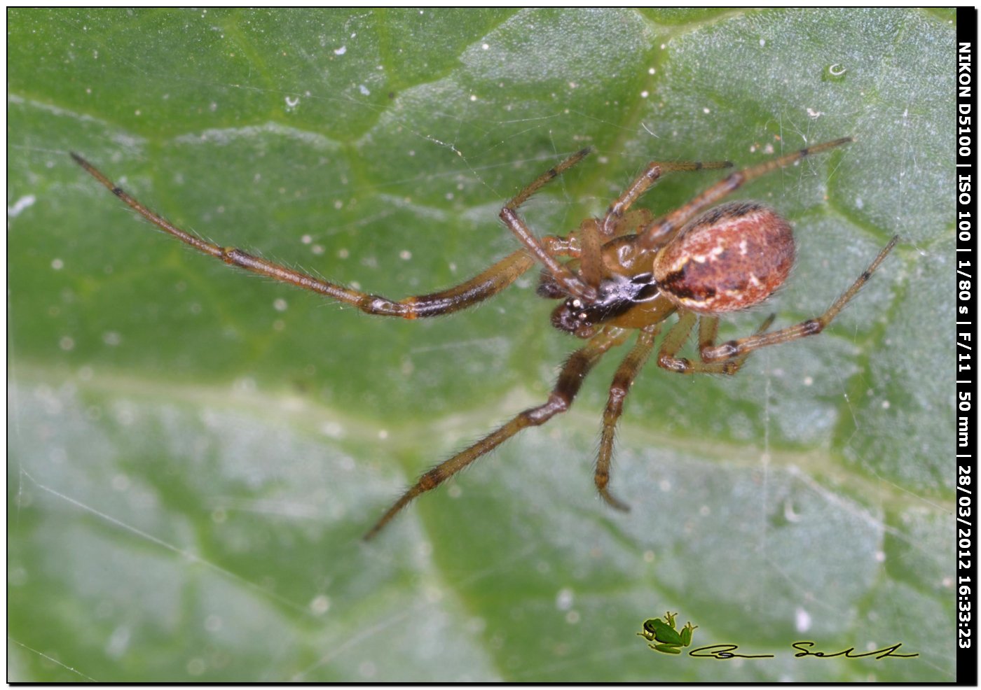 Kochiura aulica