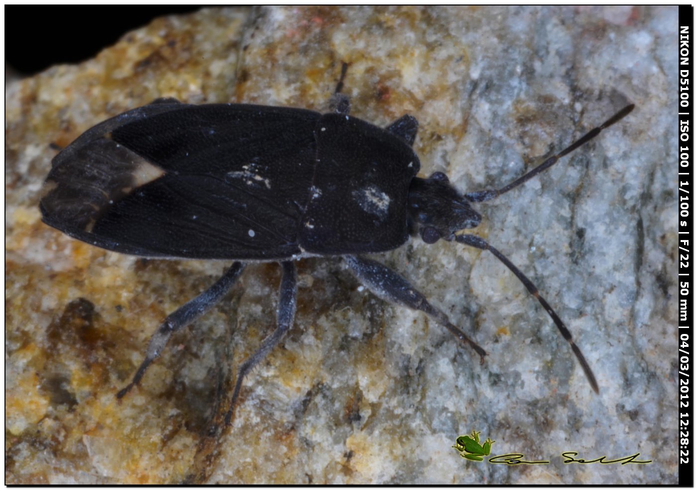 Lygaeidae: Microtomideus carbonarius sardo