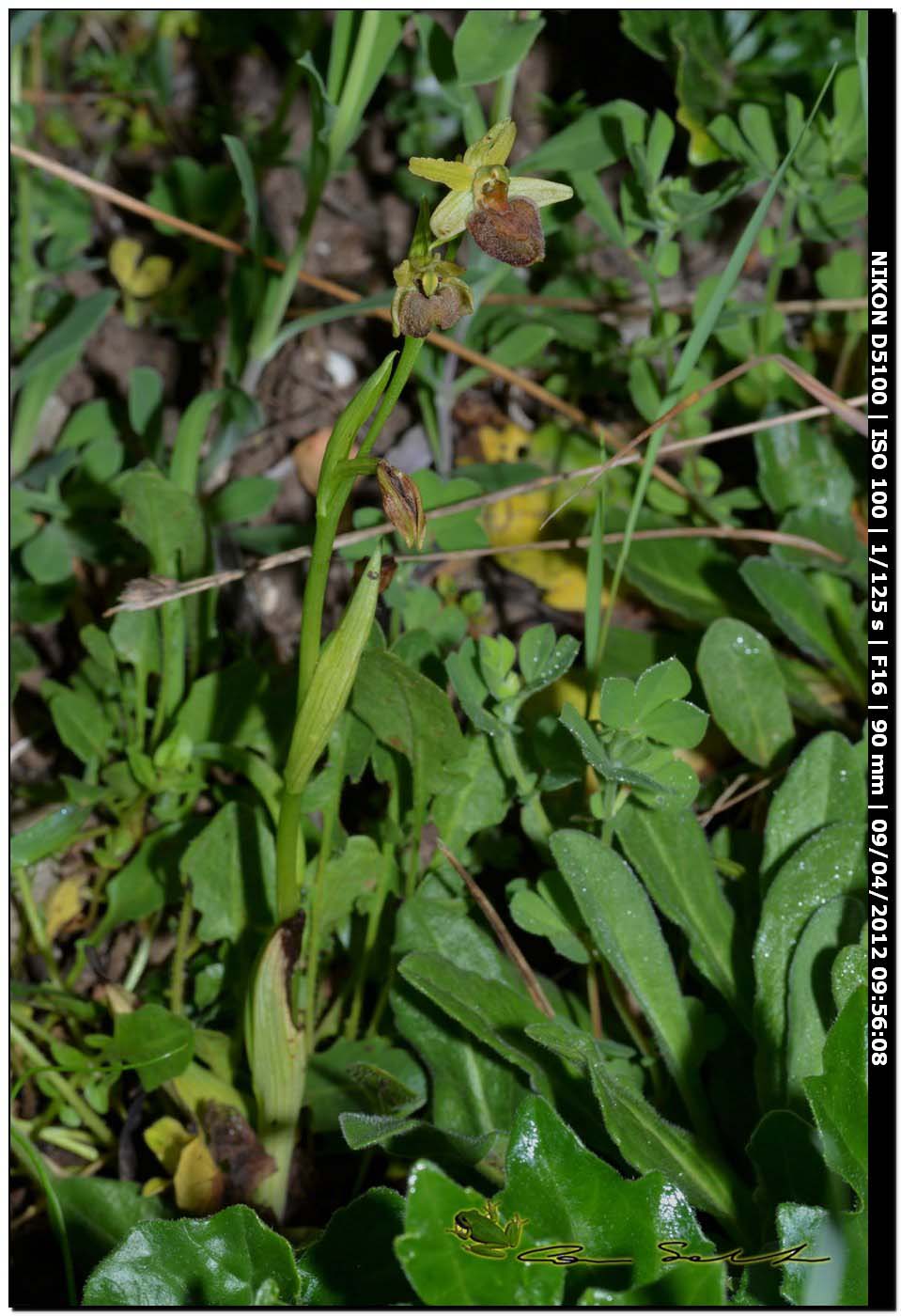 Orchidea da Usini, sfiorita?