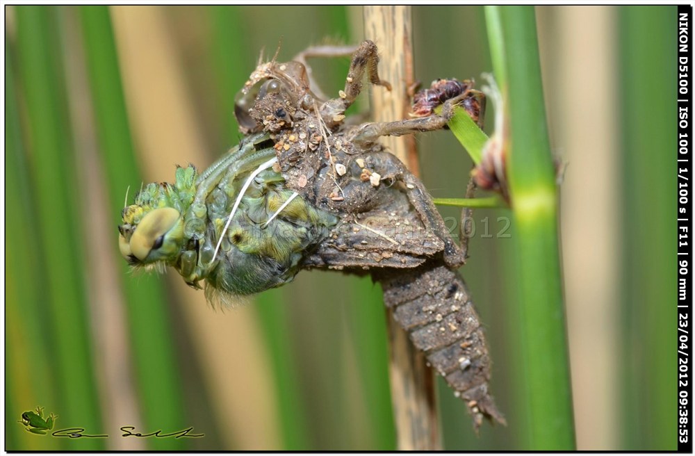 Orthetrum cancellatum, metamorfosi