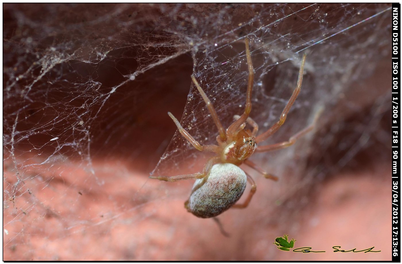 Dictynidae?