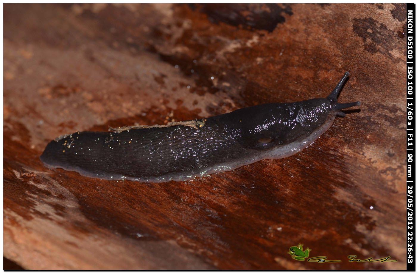 Limax gruppo corsicus da Ittiri (nero 2)