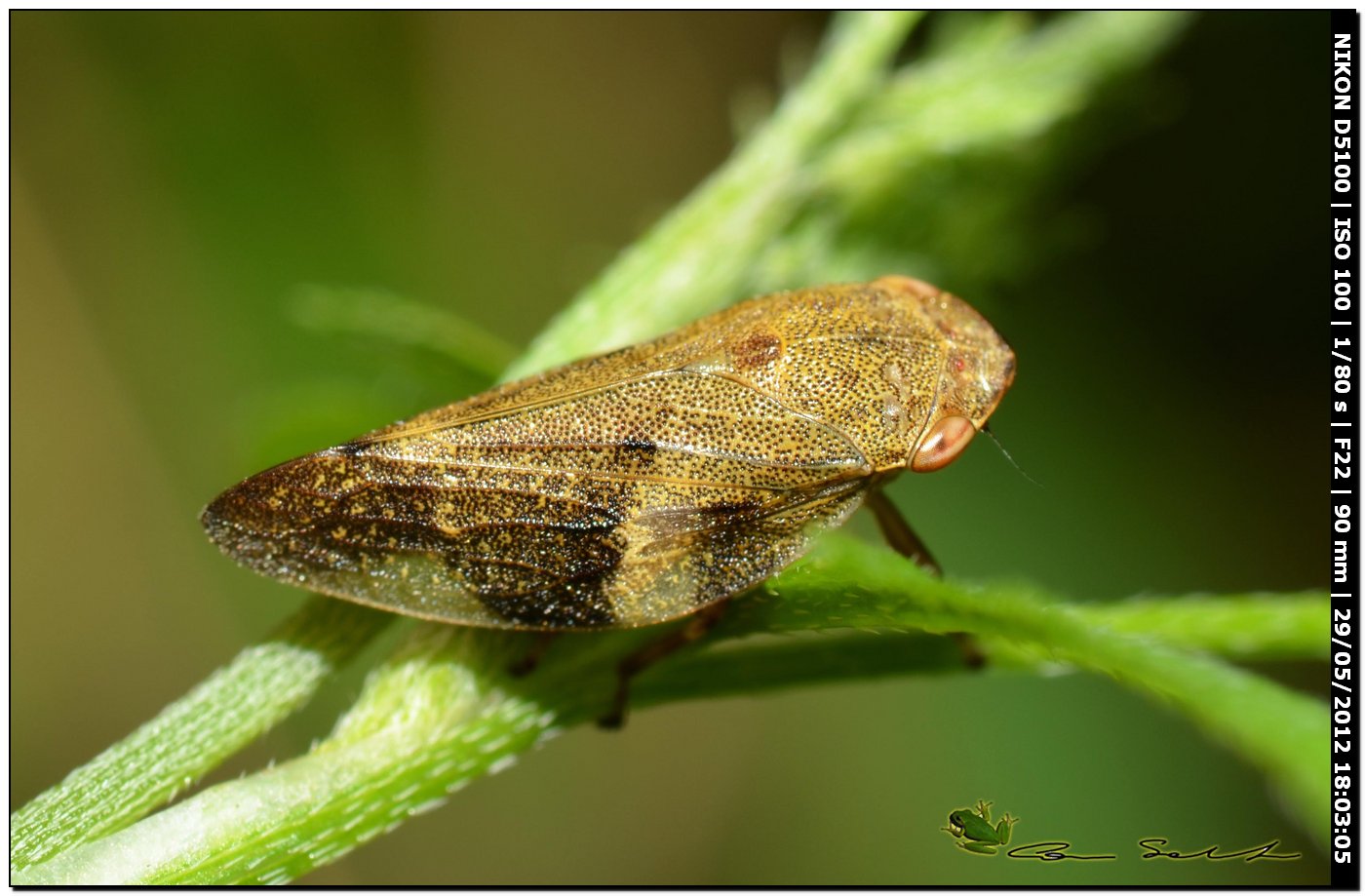 Aphrophora alni