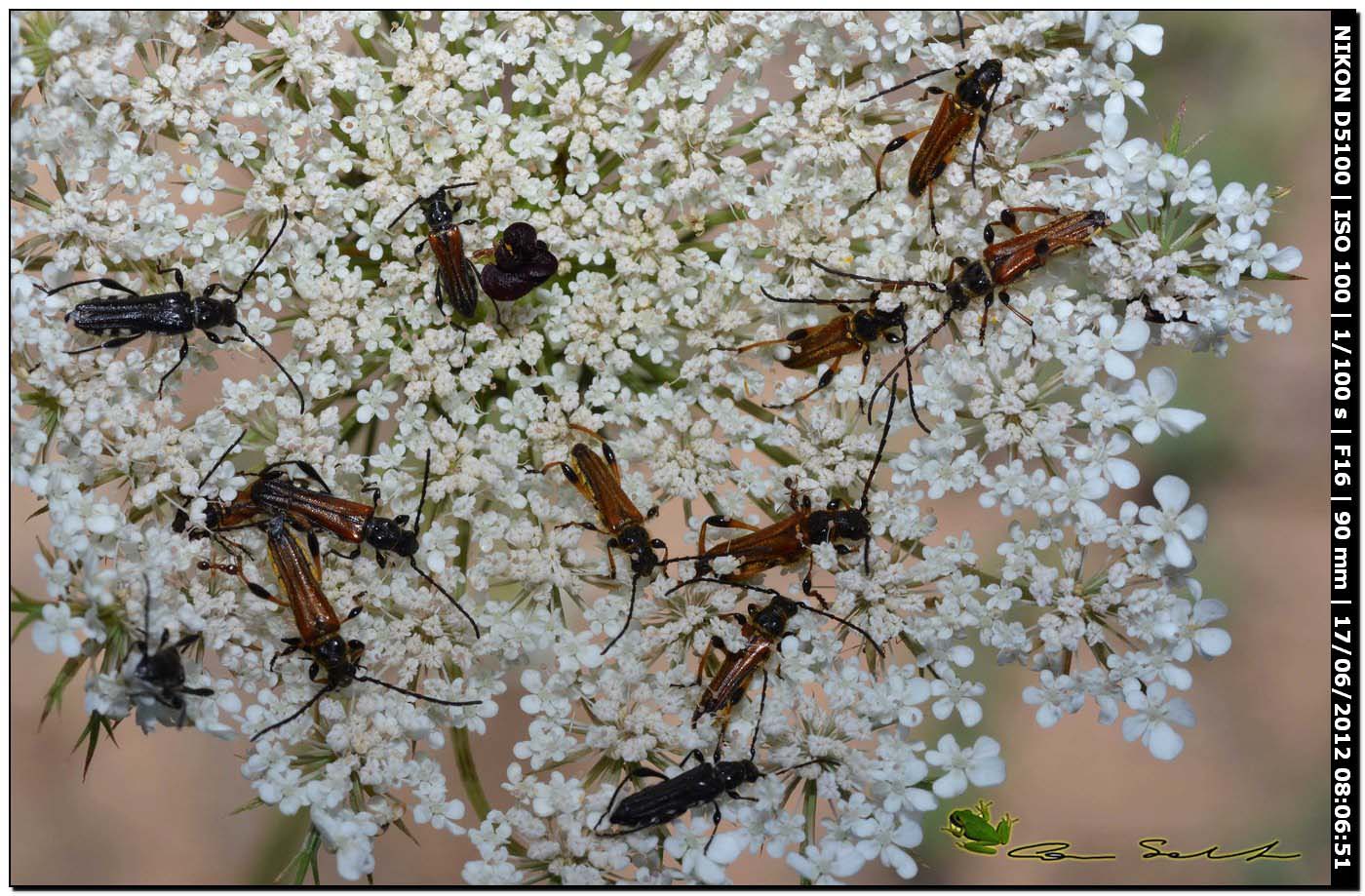 Condominio di Oedemera sp?