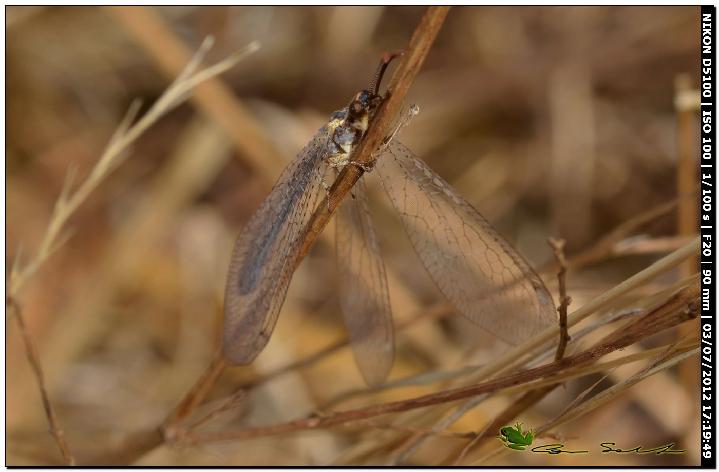 Myrmeleontidae, Macronemurus appendiculatus?