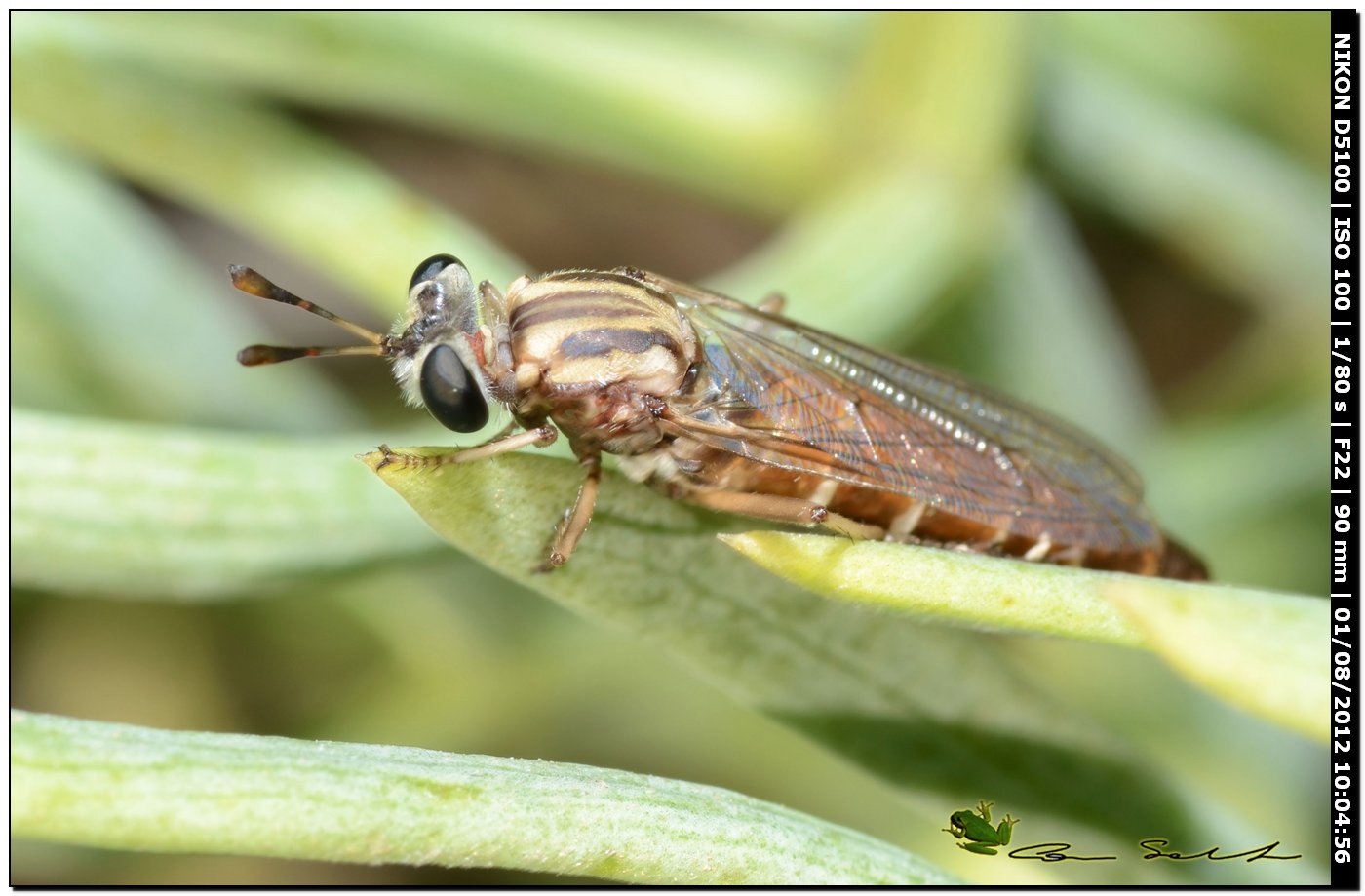 Dittero strano: Leptomydas sardous M e F (Mydidae)
