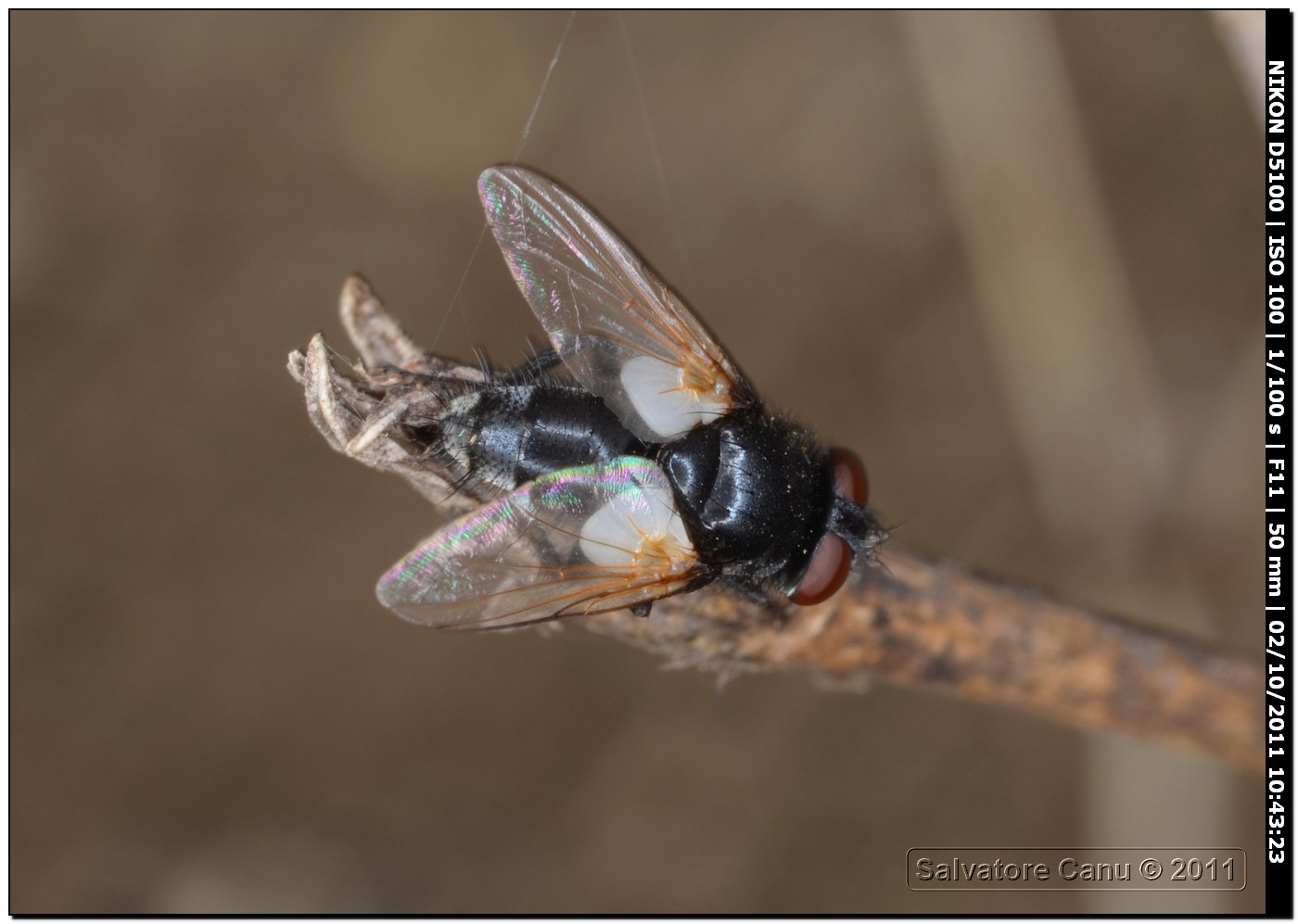 Tachinidae: Leucostoma sp. femmina.