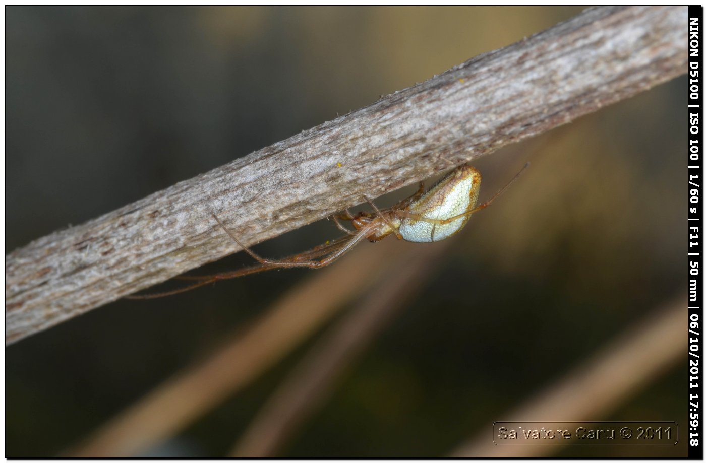 Tetragnatha sp.