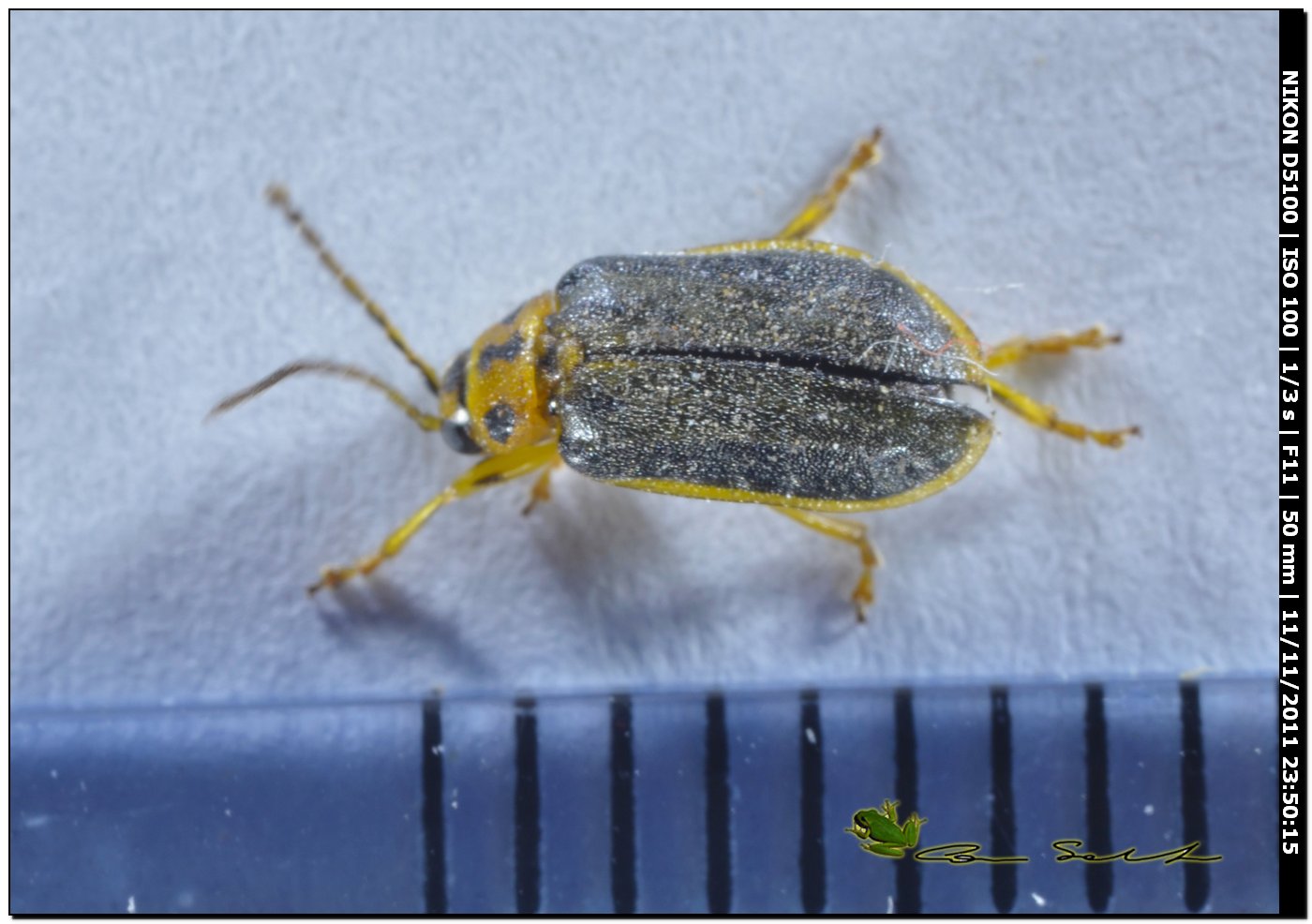 Hanthogaleruca sp.?