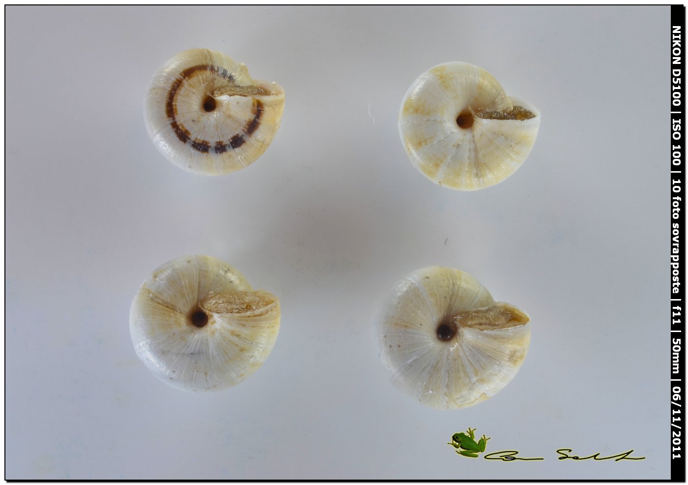 Trochoidea (Trochoidea) pyramidata