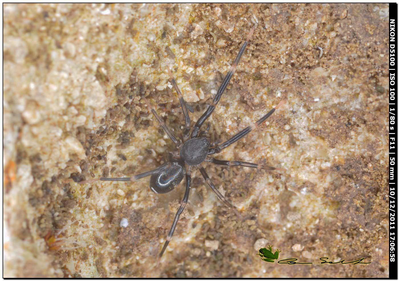 Corinnidae, Liophrurillus flavitarsis