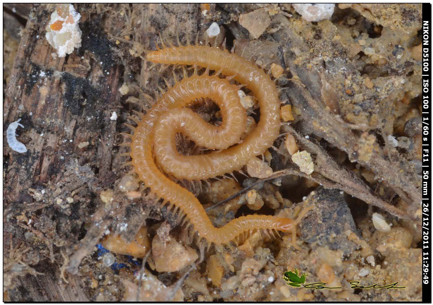Geophilidae?