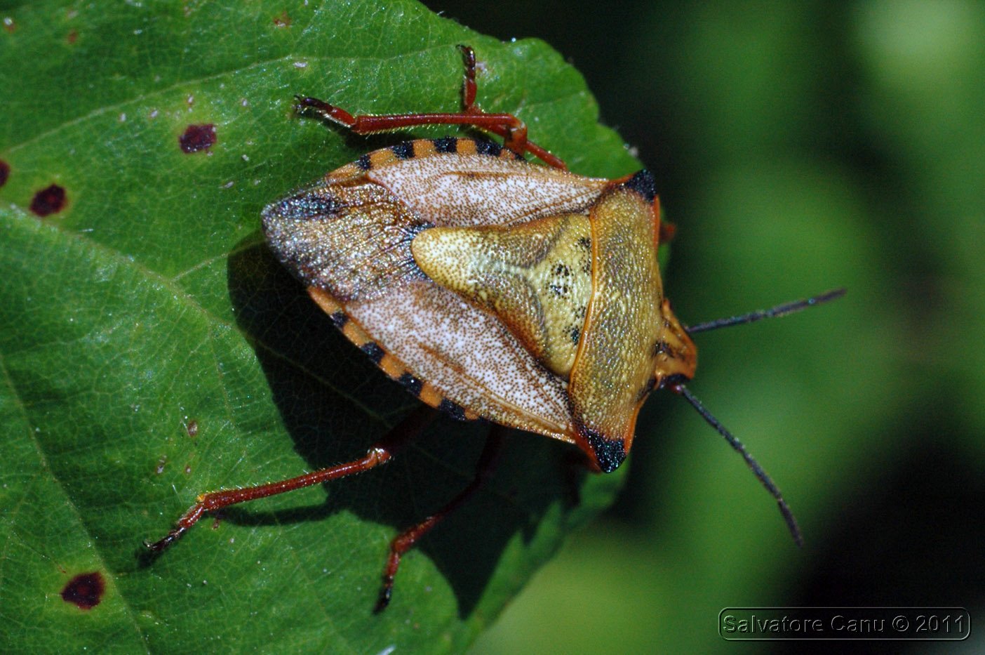 Pentatomidae: Carpocoris mediterraneus di Usini (SS)