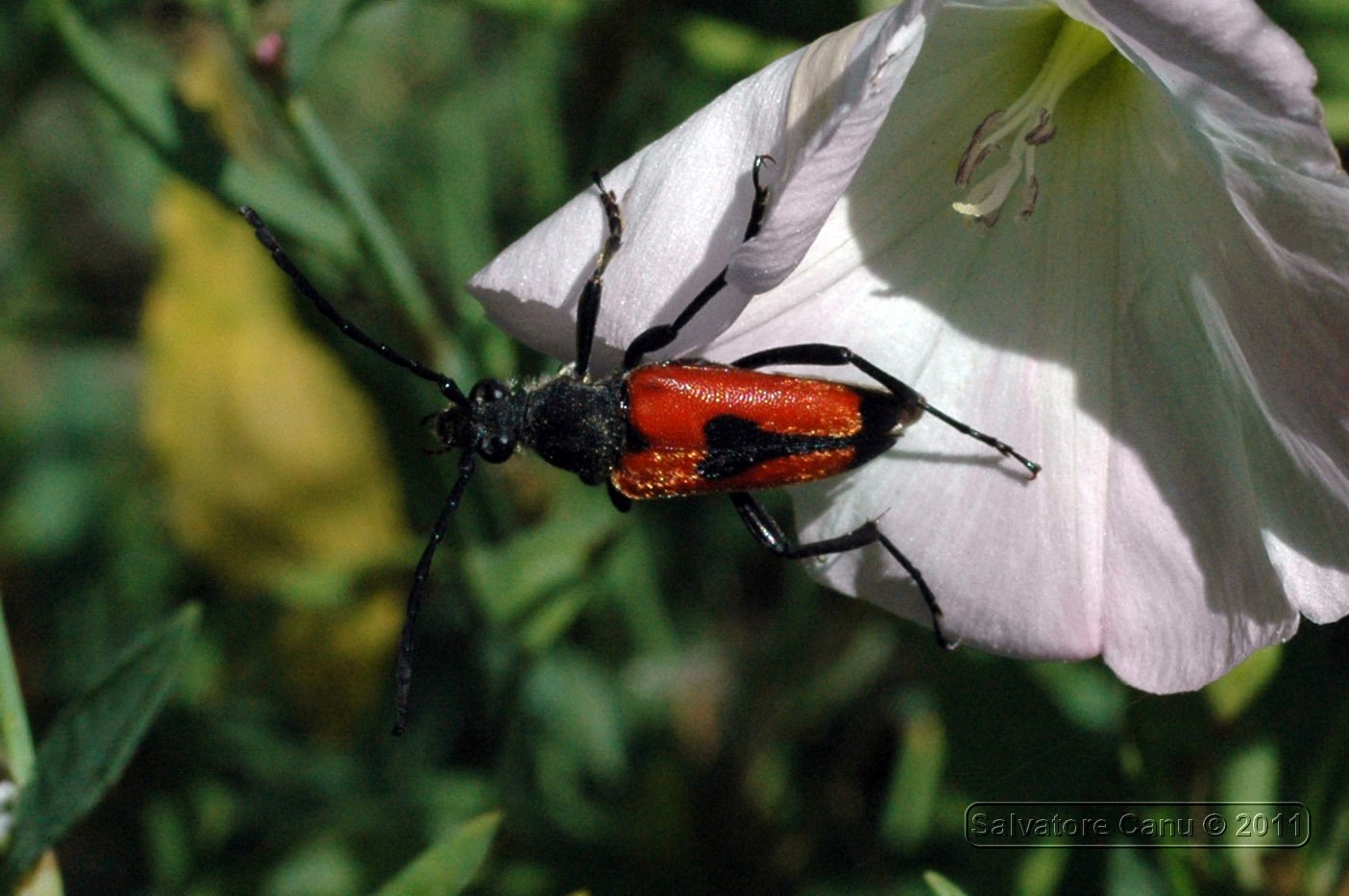 Stictoleptura cordigera