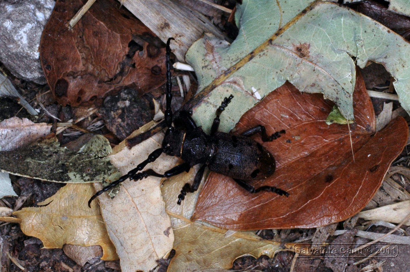 Herophila tristis
