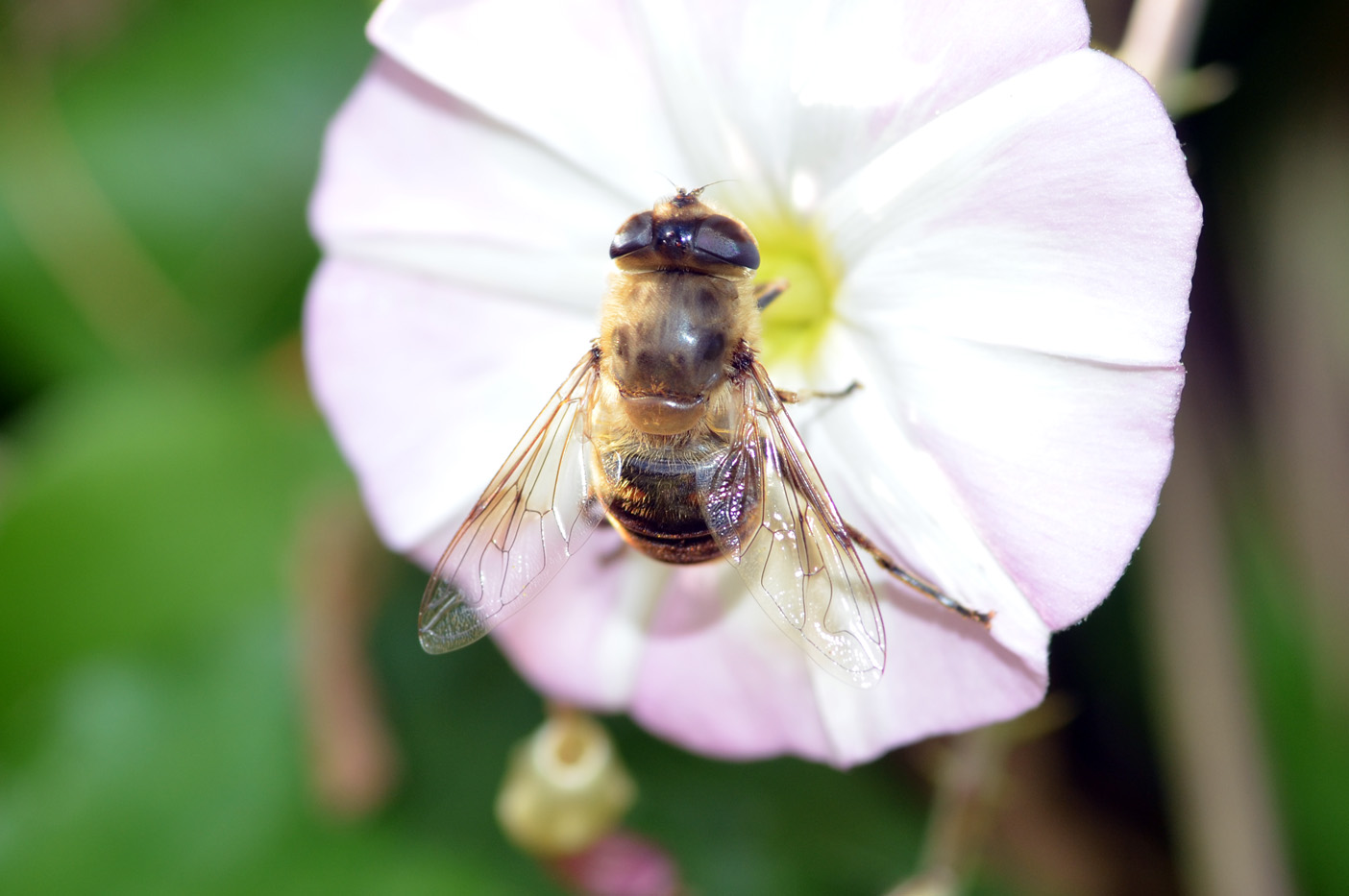 Eristalis sp.