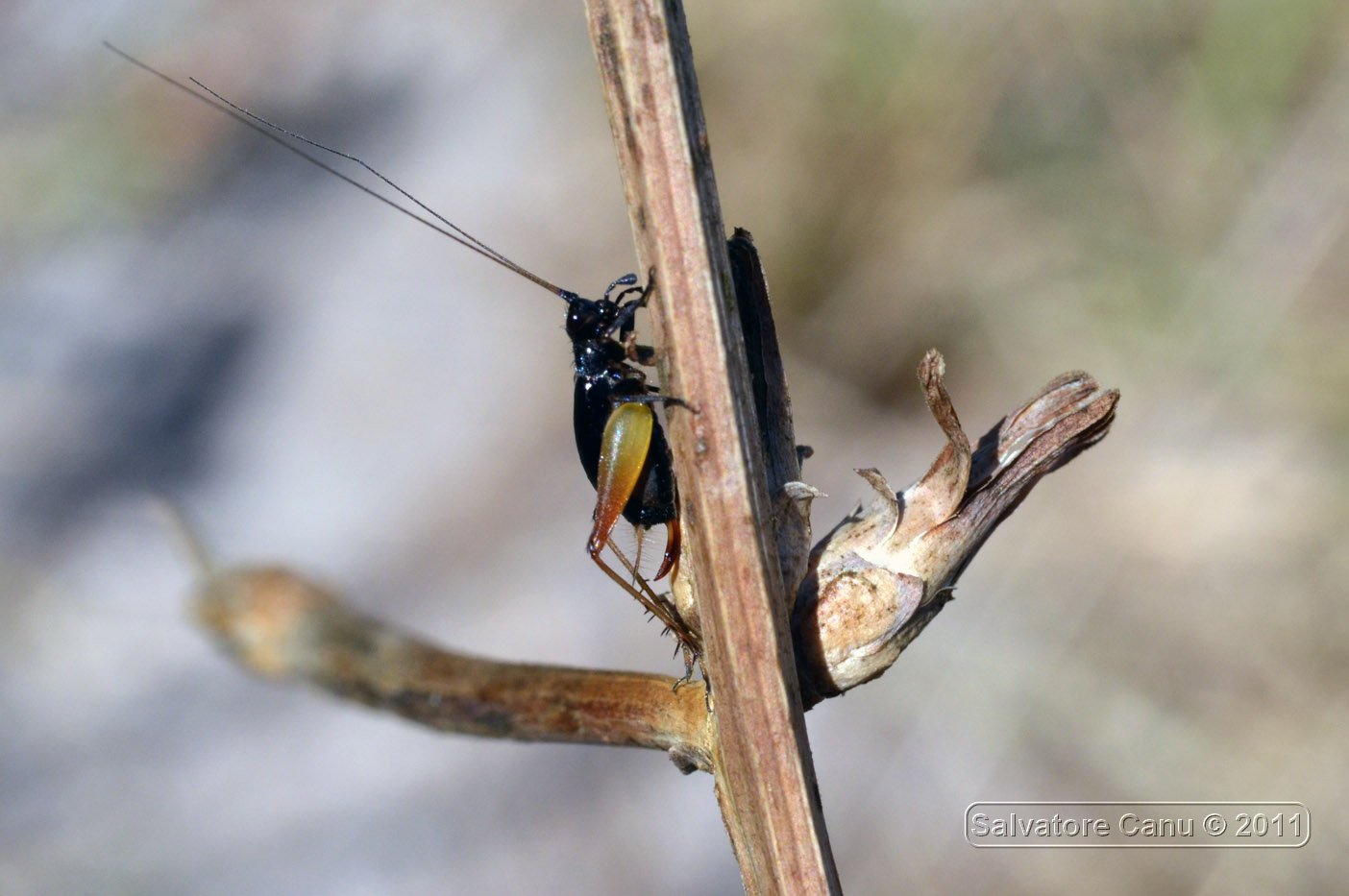 piccola cavalletta nera? Trigonidium cicindeloides