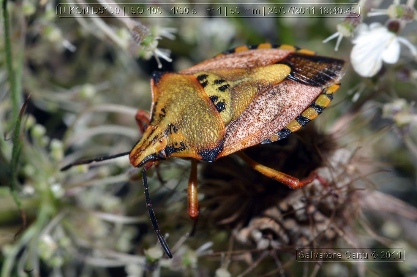 Pentatomidae: Carpocoris mediterraneus atlanticus di Usini