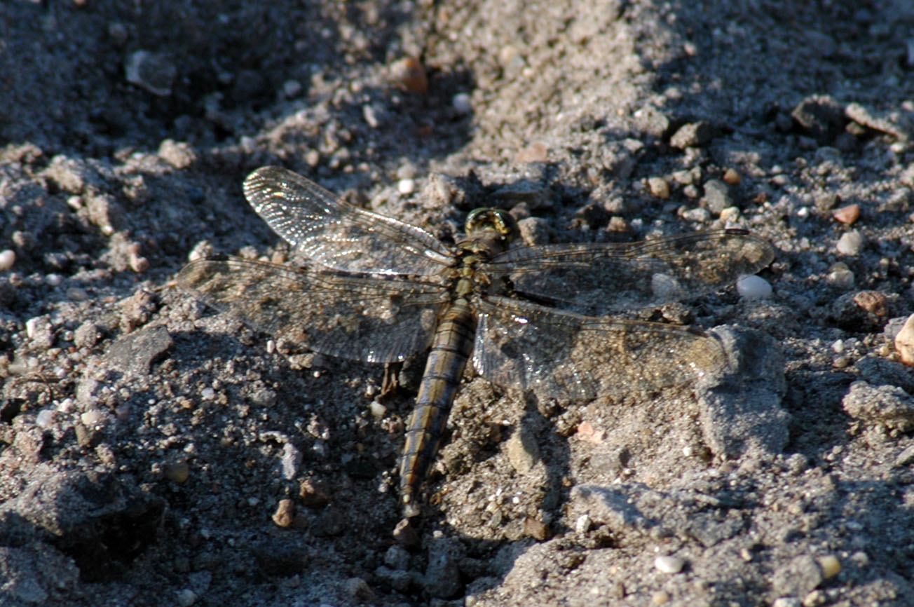 ID libellula