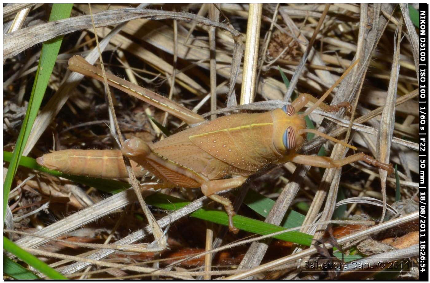 Anacridium aegyptium