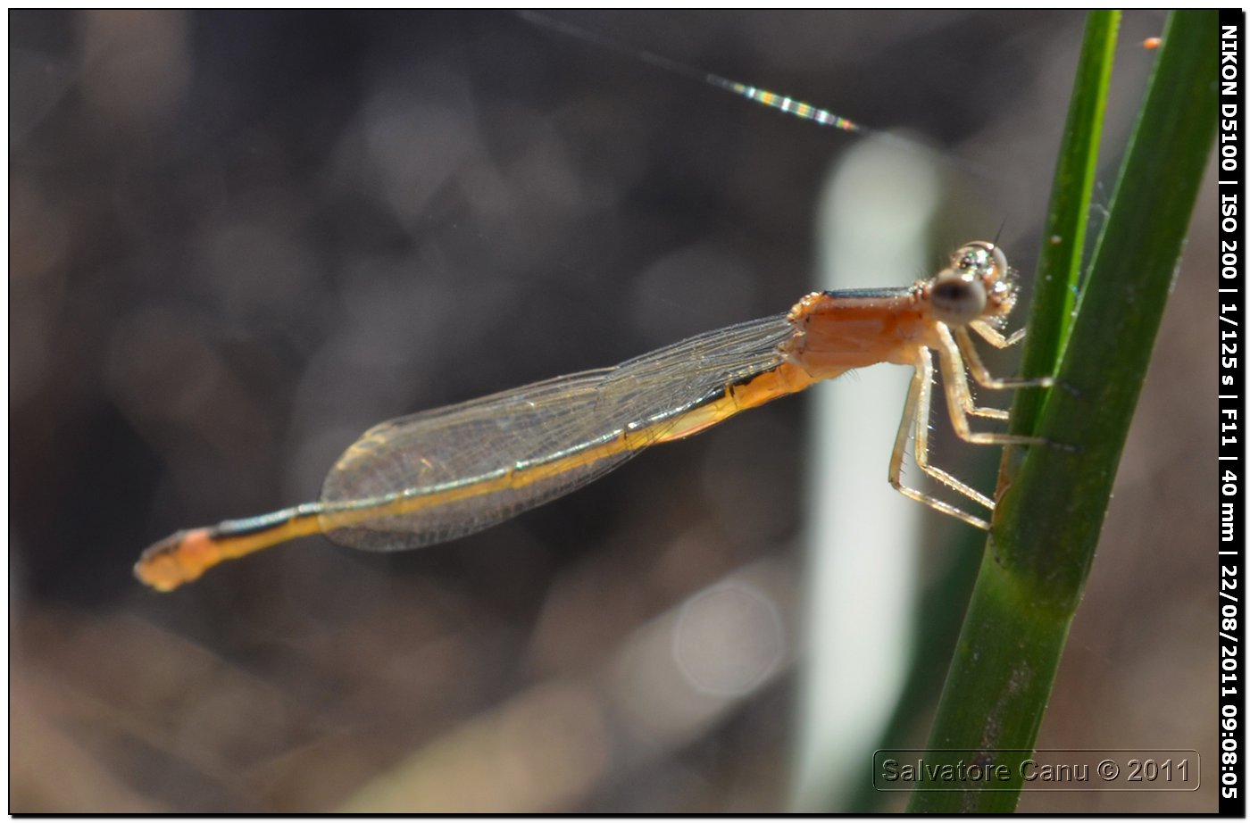 Ischinura genei immaturi?