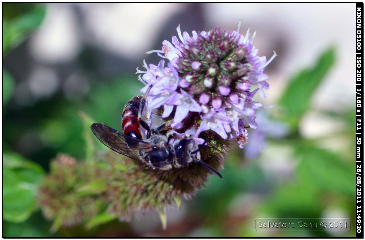 Lasioglossum cfr. calceatum, maschio