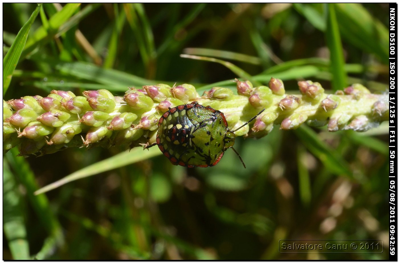 Pentatomidae: giovani di Nezara viridula di Sardegna (SS)