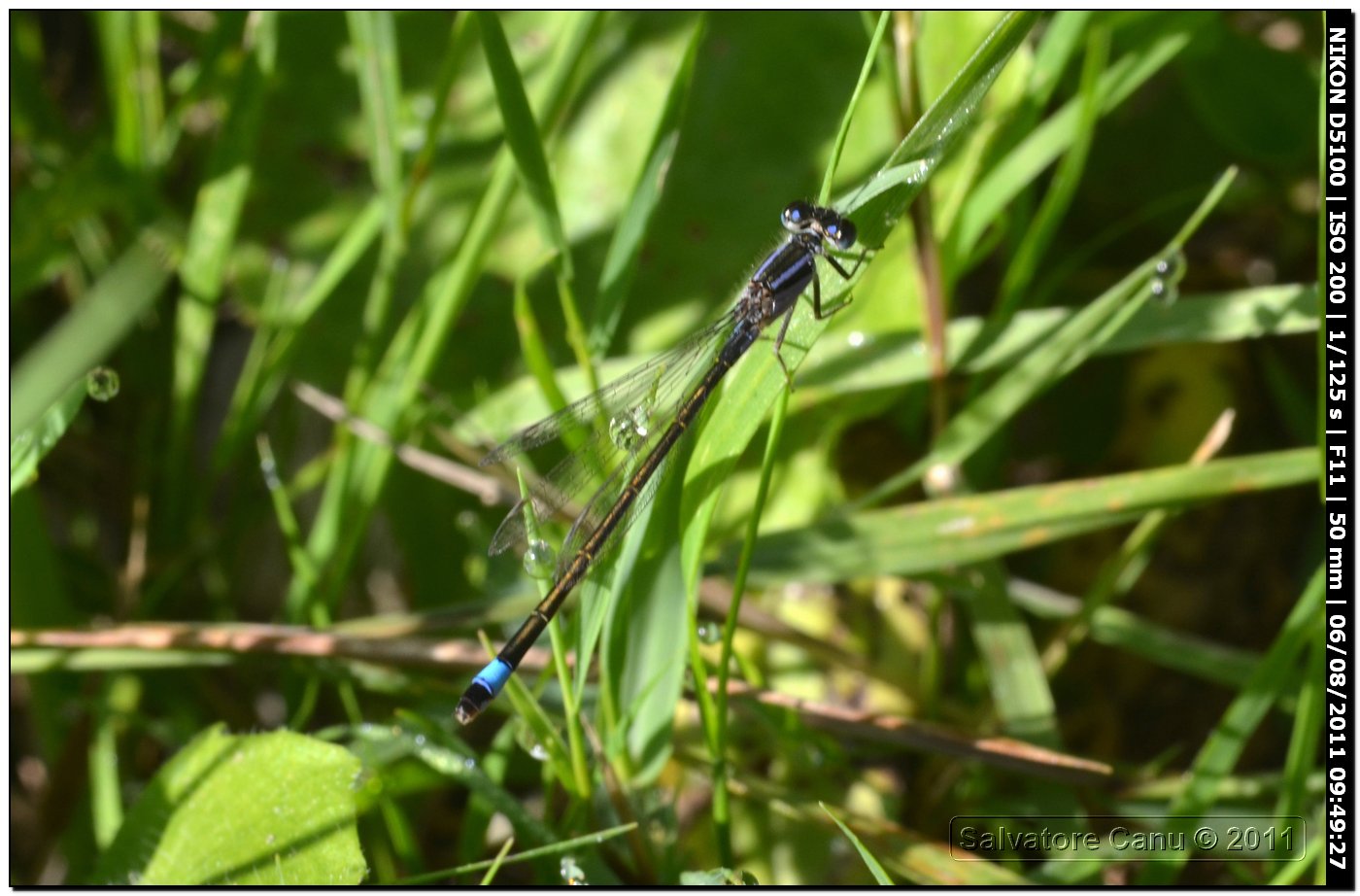 femmina androcroma di Ischnura genei f. violacea