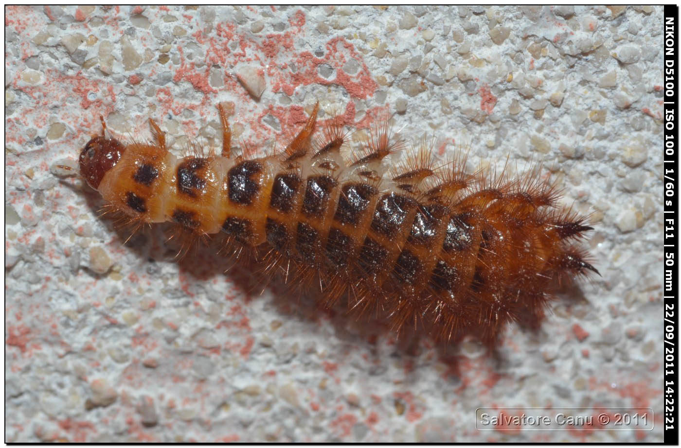 Larva di Drilus flavescens