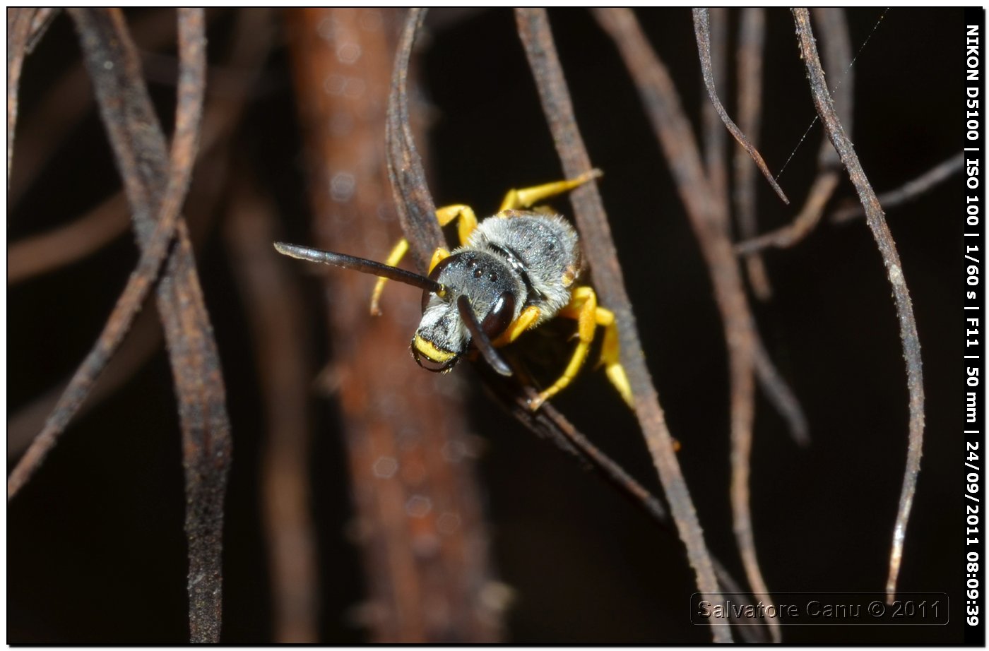 Halictus scabiosae (maschio)