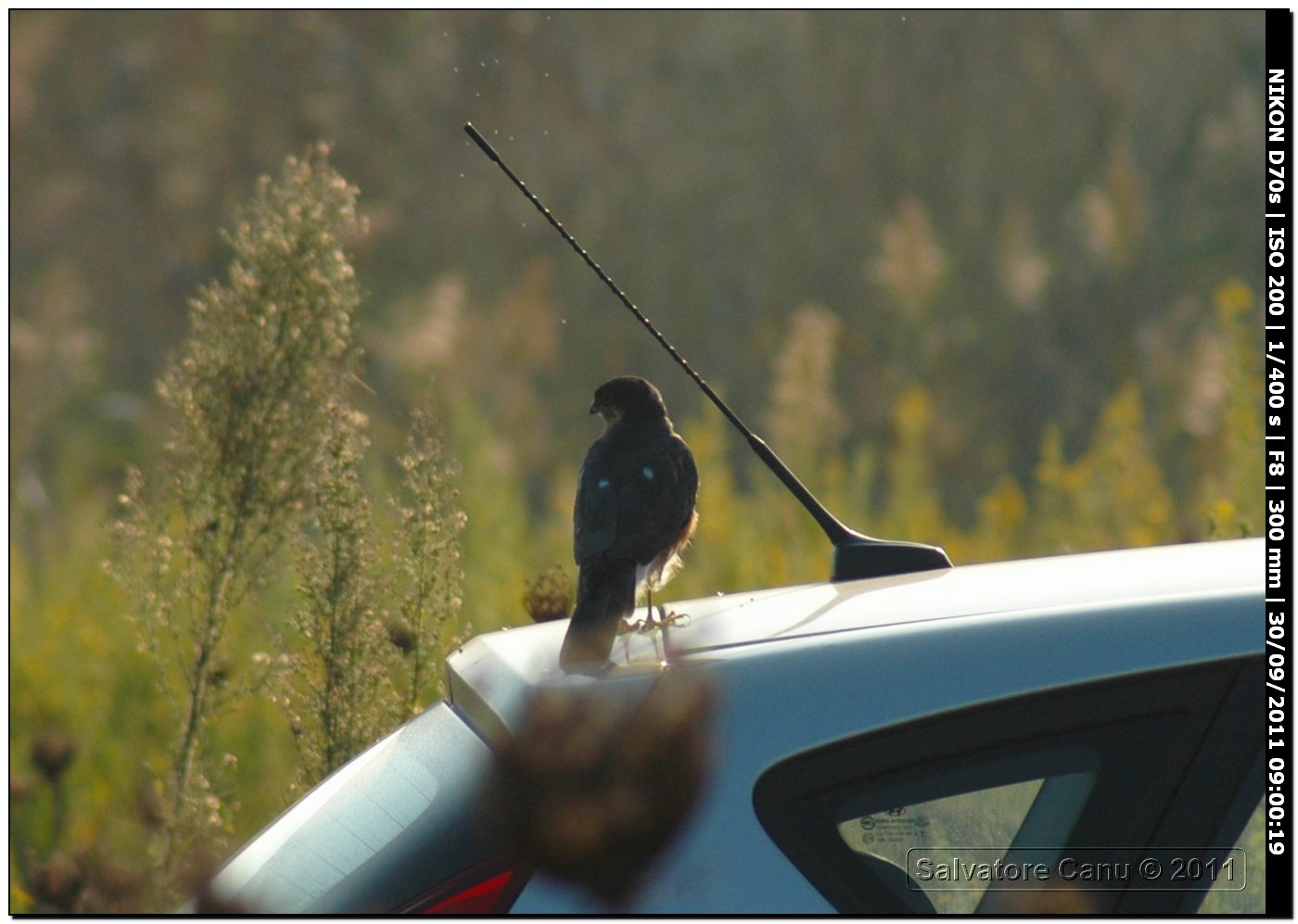 piccolo rapace da identificare