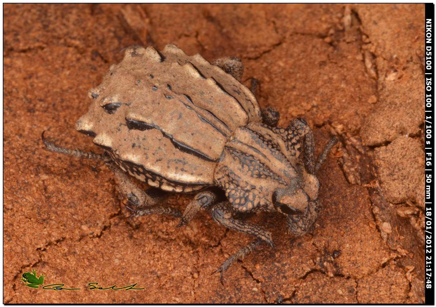 Brachyceridae: Brachycerus albidentatus?  S !