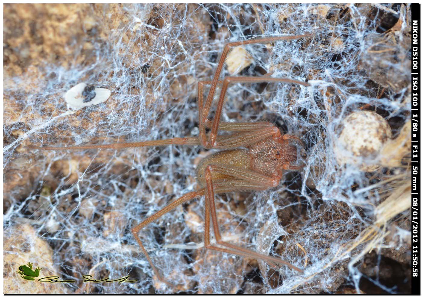 Loxosceles rufescens