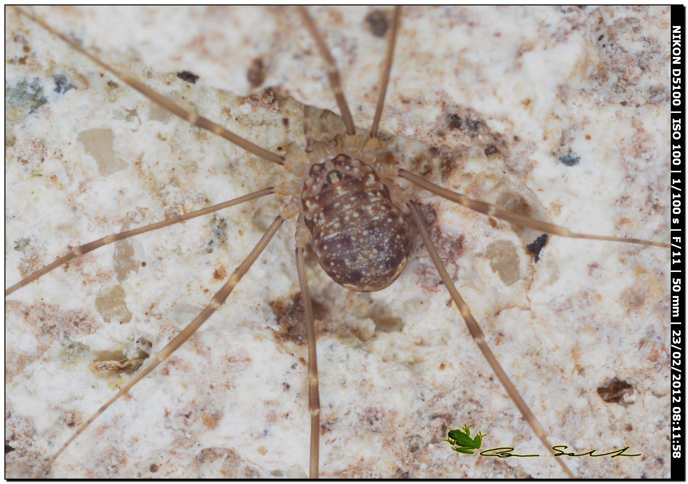 Nelima sp. da Usini 1