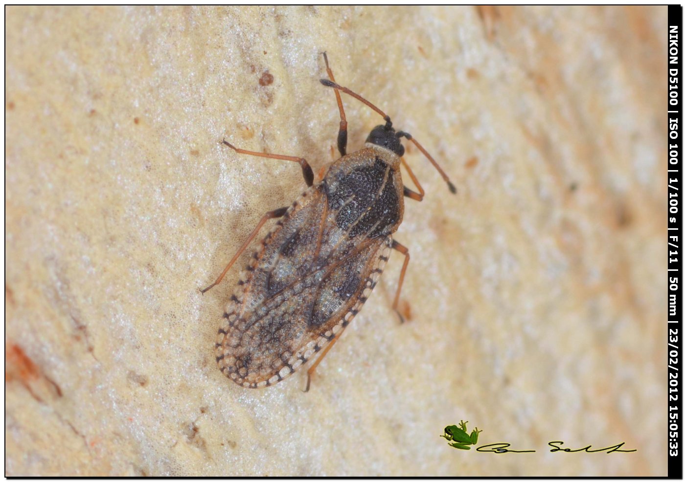 Tingidae: Dictyla echii da Uri (Sardegna)