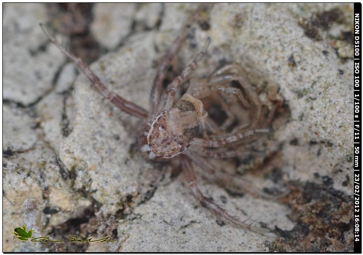 Xysticus sp. documentazione della muta