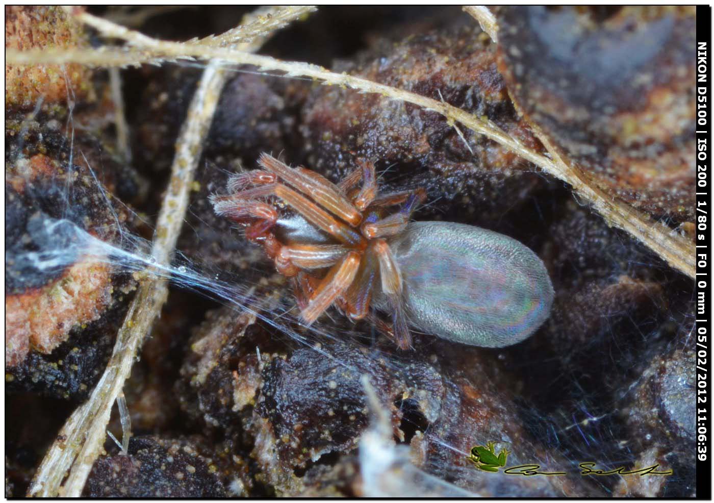 Dysderidae da Usini