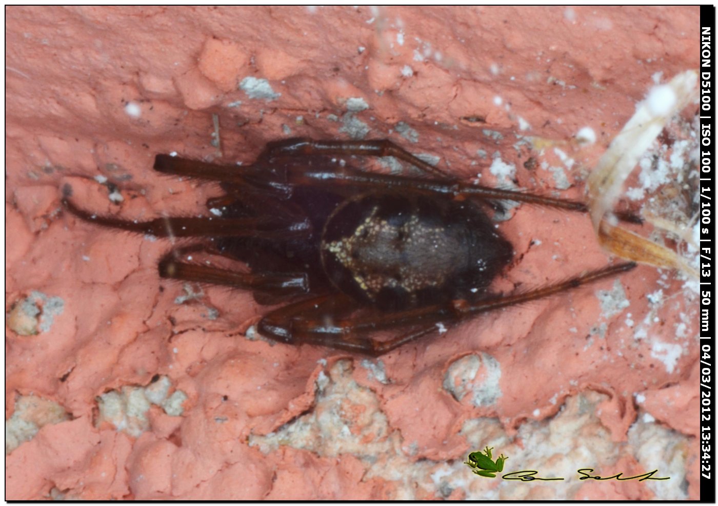 Steatoda nobilis da Usini